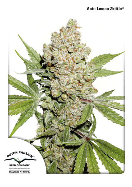 Auto lemon Kix 3pk